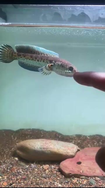 Cá cảnh Trừ nữ hoàng Indo 12-13 cm. Mua bán Thú cưng khác tại Quận Ngũ Hành Sơn Đà Nẵng được đăng bởi Tấn Hoàng hình 1