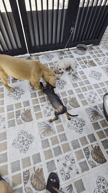 Chó Golden Retriever Nâu vàng, lạp xưởng, poodle. Mua bán Chó tại Quận Liên Chiểu Đà Nẵng được đăng bởi Hùng hình 1