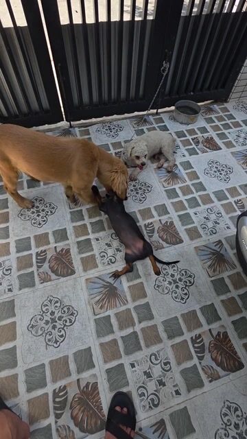 Chó Golden Retriever Nâu vàng, lạp xưởng, poodle. Mua bán Chó tại Quận Liên Chiểu Đà Nẵng được đăng bởi Hùng hình 1