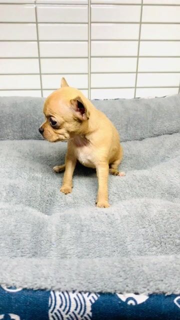 Chihuahua nini. Mua bán Chó tại Quận 8 Tp Hồ Chí Minh được đăng bởi Nguyễn Mạnh  hình 1