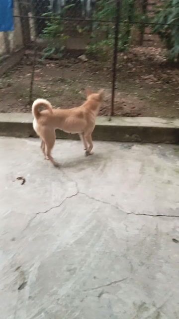 Chó Cái Vàng tuyền Khỏe mạnh. Mua bán Chó tại Huyện Quế Võ Bắc Ninh được đăng bởi anh  hình 1