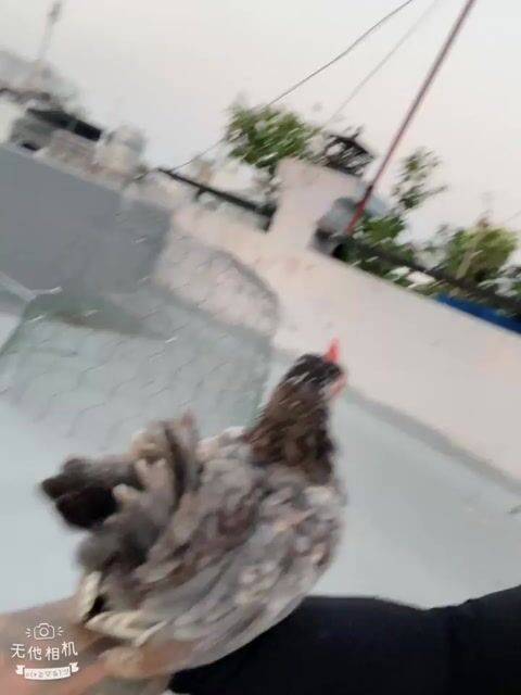 tre bắc xám tơ. Mua bán Gà tại Quận 8 Tp Hồ Chí Minh được đăng bởi Bé Sang hình 1