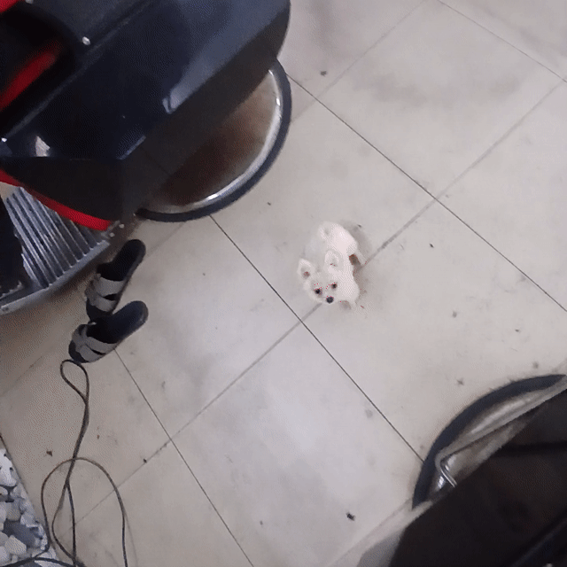 Phốc Sóc trắng kem. Mua bán Chó tại Thành phố Thủ Đức Tp Hồ Chí Minh được đăng bởi Vũ Nguyễn  hình 1