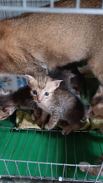 Tặng miễn phí mèo con kute🐱. Mua bán Mèo tại Huyện Đức Hòa Long An được đăng bởi Phong vũ hình 1