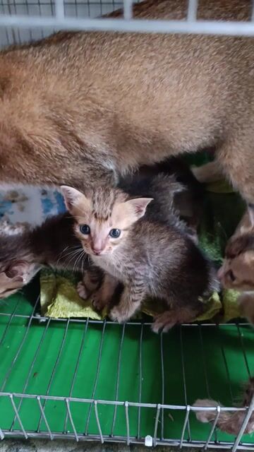 Tặng miễn phí mèo con kute🐱. Mua bán Mèo tại Huyện Đức Hòa Long An được đăng bởi Phong vũ hình 1