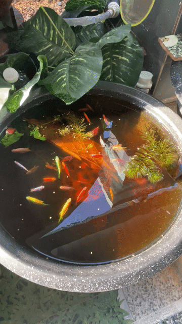 Cá Cánh Buồm Thanh Lý 3K 1 Bé. Mua bán Thú cưng khác tại Huyện Bắc Tân Uyên Bình Dương được đăng bởi Chim và Cá Cảnh Bình Dương hình 1