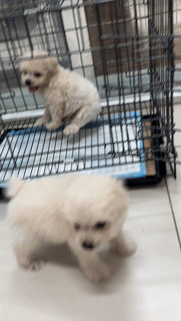 Chó Poodle đực 45 ngày tuổi. Mua bán Chó tại Huyện Long Hồ Vĩnh Long được đăng bởi Thanh Trúc hình 1