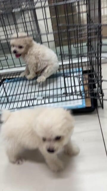 Chó Poodle đực 45 ngày tuổi. Mua bán Chó tại Huyện Long Hồ Vĩnh Long được đăng bởi Thanh Trúc hình 1