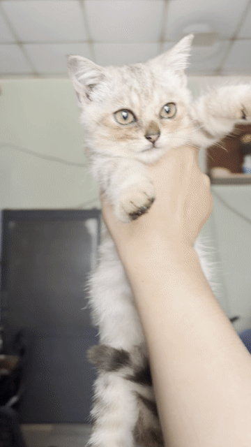 Mèo ALN Đực Tabby Tai thẳng 3 tháng. Mua bán Mèo tại Huyện Long Điền Bà Rịa - Vũng Tàu được đăng bởi biều thị hải yên  hình 1