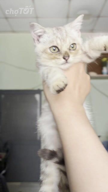 Mèo ALN Đực Tabby Tai thẳng 3 tháng. Mua bán Mèo tại Huyện Long Điền Bà Rịa - Vũng Tàu được đăng bởi biều thị hải yên  hình 1
