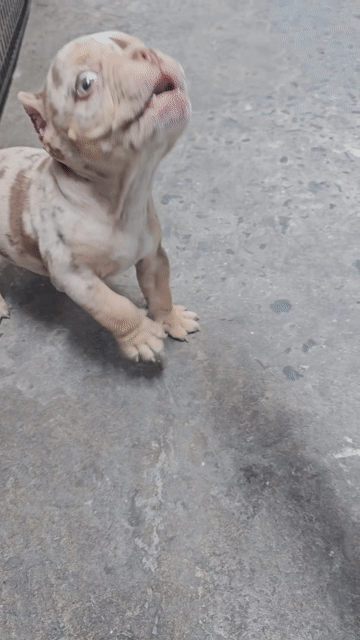 Đực Bully Exotic Meler. Mua bán Chó tại Quận 3 Tp Hồ Chí Minh được đăng bởi Bully Biker hình 1