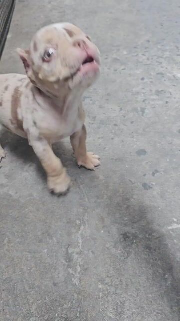 Đực Bully Exotic Meler. Mua bán Chó tại Quận 3 Tp Hồ Chí Minh được đăng bởi Bully Biker hình 1