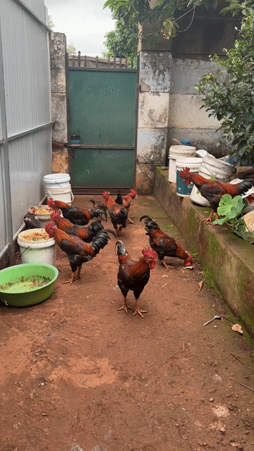 Gà ta thả vườn 8 tháng. Mua bán Gà tại Thành phố Buôn Ma Thuột Đắk Lắk được đăng bởi Thu gia hình 1