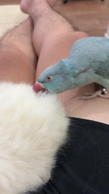 Vẹt Ringneck xanh lam trên 1 tuổi. Mua bán Chim tại Quận Hà Đông Hà Nội được đăng bởi Nguyễn Tấn Thịnh hình 1