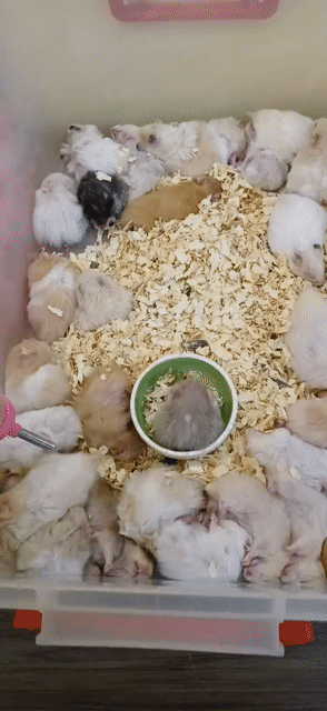 Chuột Hamster Bear Nhiều màu và phụ kiện đầy đủ. Mua bán Thú cưng khác tại Quận Bình Tân Tp Hồ Chí Minh được đăng bởi An Nguyen hình 1