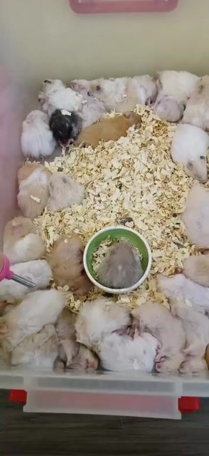 Chuột Hamster Bear Nhiều màu và phụ kiện đầy đủ. Mua bán Thú cưng khác tại Quận Bình Tân Tp Hồ Chí Minh được đăng bởi An Nguyen hình 1