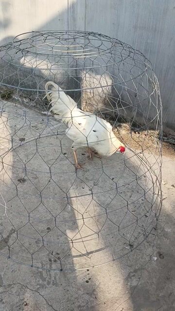 Gà chọi trống 3kg. Mua bán Gà tại Quận Cái Răng Cần Thơ được đăng bởi Thắng hình 1