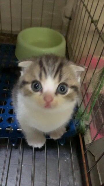 Mèo munchkin đực. Mua bán Mèo tại Quận Hoàn Kiếm Hà Nội được đăng bởi Hương vũ hình 1