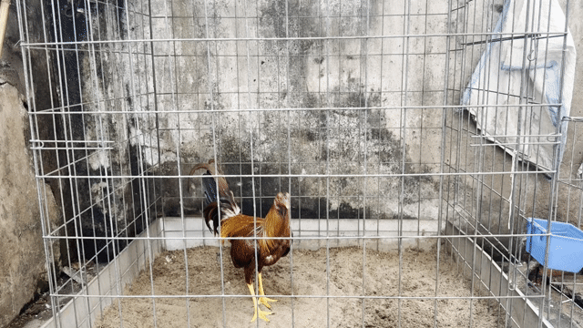 Gà trống nâu đỏ 1.48kg. Mua bán Gà tại Quận 8 Tp Hồ Chí Minh được đăng bởi Tấn Sang hình 1