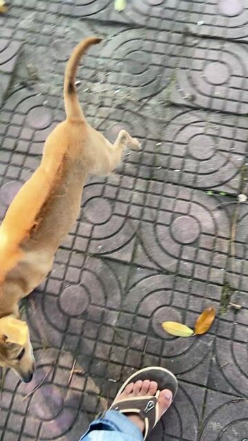 Chó Phú Quốc cái 3 tháng tuổi. Mua bán Chó tại Quận Ngũ Hành Sơn Đà Nẵng được đăng bởi Vương  hình 1