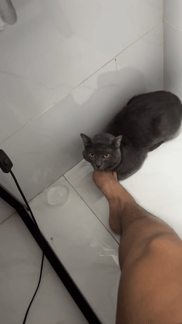 Mèo Anh lông ngắn đực 1 tuổi Xám. Mua bán Mèo tại Quận Tân Bình Tp Hồ Chí Minh được đăng bởi Lê Duy Tân hình 1