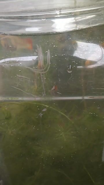 Cá bảy màu koi red,dumbo xanh dương. Mua bán Thú cưng khác tại Huyện Hớn Quản Bình Phước được đăng bởi Phat hình 1