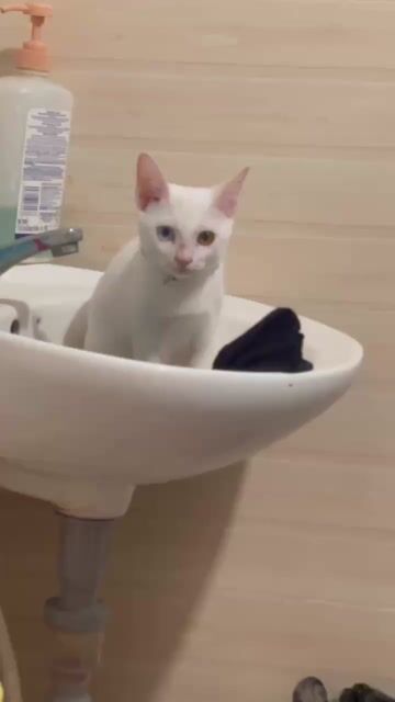 Mèo Khao Mane ( còn thương lượng. Mua bán Mèo tại Thành phố Biên Hòa Đồng Nai được đăng bởi Phan Tiền Sang hình 1