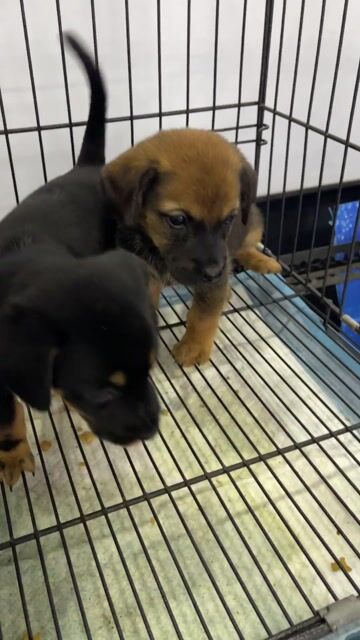 Chó Lạp Xưởng lai. Mua bán Chó tại Quận 12 Tp Hồ Chí Minh được đăng bởi văn hình 1