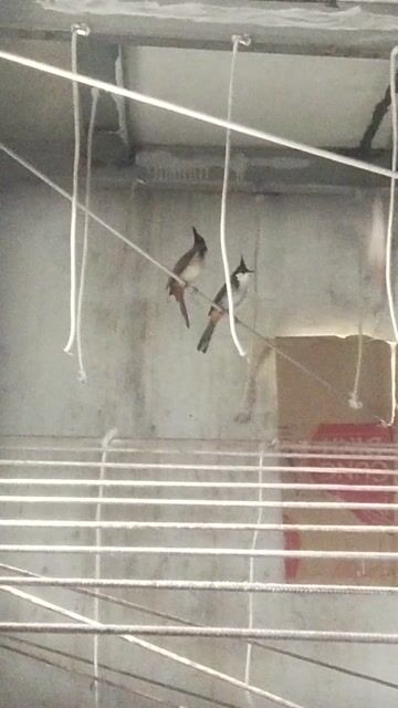 Chim Cúp cầu lưng tôm . Mua bán Chim tại Huyện Trảng Bom Đồng Nai được đăng bởi Hoàng  hình 1