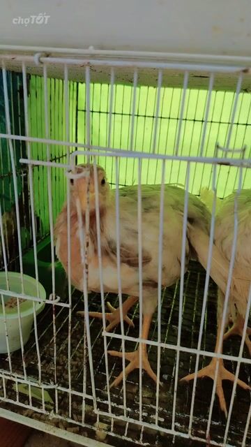 Gà Cuban Trắng 2 mái 1 trống. Mua bán Gà tại Quận 11 Tp Hồ Chí Minh được đăng bởi Yaya Botho HLan hình 1