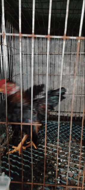 Gà tre tía đỏ, tía mật trống mái. Mua bán Gà tại Quận Hà Đông Hà Nội được đăng bởi Đặng Hoàng Anh hình 1