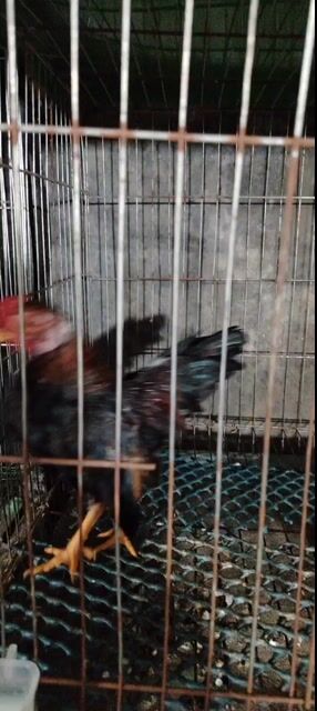Gà tre tía đỏ, tía mật trống mái. Mua bán Gà tại Quận Hà Đông Hà Nội được đăng bởi Đặng Hoàng Anh hình 1