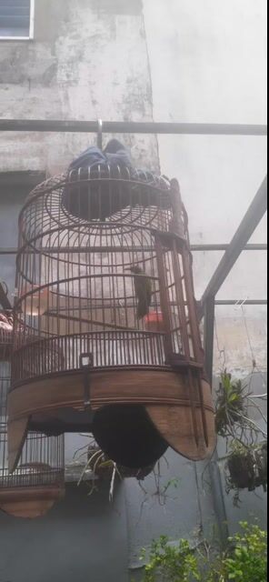 Chim Thanh tước 1 mùa đang thay lông. Mua bán Chim tại Quận Bình Thạnh Tp Hồ Chí Minh được đăng bởi ngoc tan hình 1