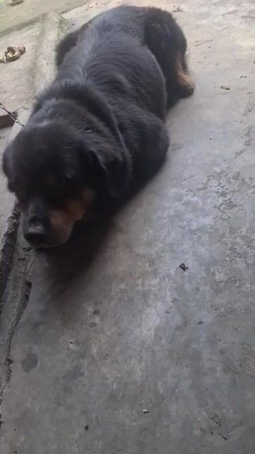 Chó như hình. Mua bán Chó tại Thành phố Biên Hòa Đồng Nai được đăng bởi chu pin hình 1