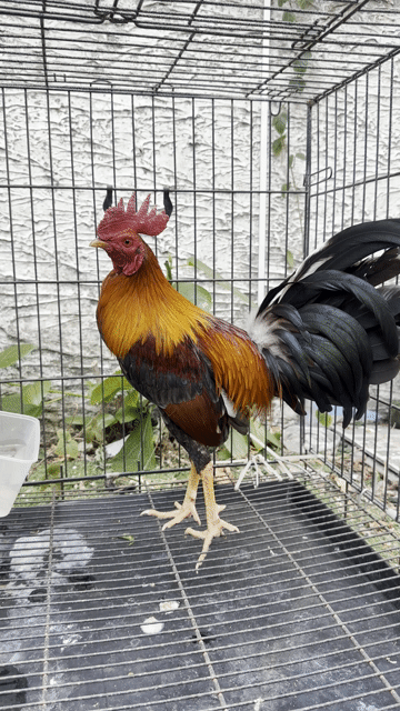 Gà Đực. Mua bán Gà tại Quận Tân Bình Tp Hồ Chí Minh được đăng bởi cậu bé yêu chim hình 1