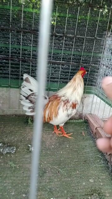 bướm cú 1k4 đa liền. Mua bán Gà tại Thành phố Thủ Đức Tp Hồ Chí Minh được đăng bởi Vũ Gà Tre hình 1