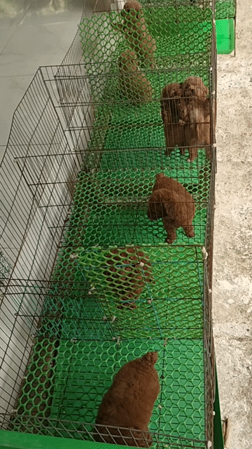 Chó Poodle Tini thuần chủng tìm nhà. Mua bán Chó tại Huyện Giồng Trôm Bến Tre được đăng bởi Thi hình 1