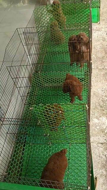 Chó Poodle Tini thuần chủng tìm nhà. Mua bán Chó tại Huyện Giồng Trôm Bến Tre được đăng bởi Thi hình 1