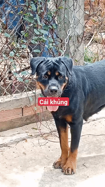 Chó Rottweiler Cái Đen vàng Nuôi giống. Mua bán Chó tại Huyện Bình Chánh Tp Hồ Chí Minh được đăng bởi Nhân Rottweiler  hình 1
