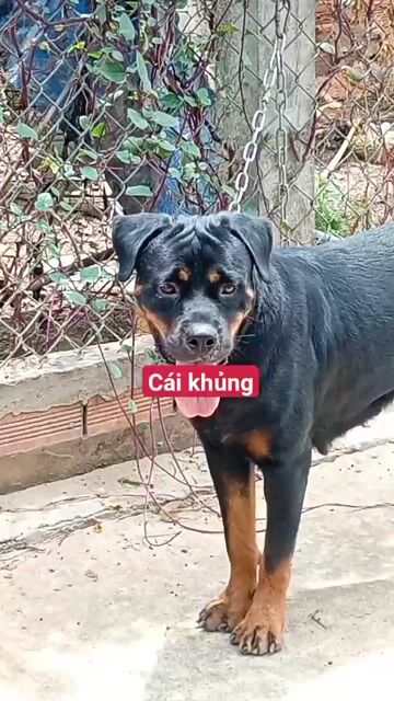 Chó Rottweiler Cái Đen vàng Nuôi giống. Mua bán Chó tại Huyện Bình Chánh Tp Hồ Chí Minh được đăng bởi Nhân Rottweiler  hình 1