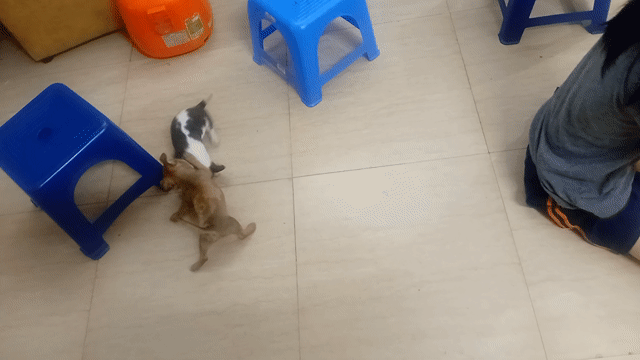 Chó Chihuahua nhỏ Trắng nâu. Mua bán Chó tại Quận Đống Đa Hà Nội được đăng bởi Nguyễn hồng ha hình 1
