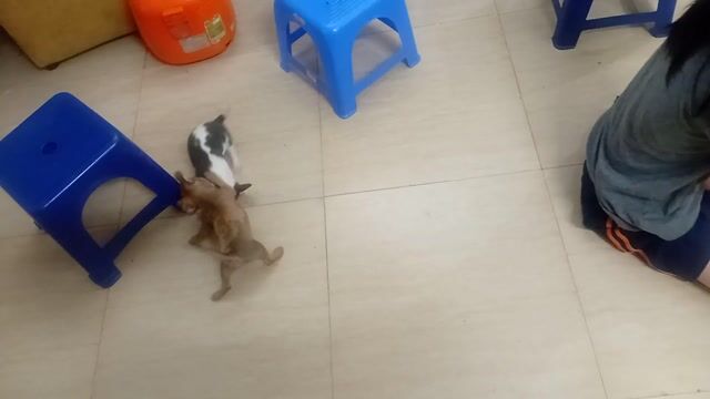 Chó Chihuahua nhỏ Trắng nâu. Mua bán Chó tại Quận Đống Đa Hà Nội được đăng bởi Nguyễn hồng ha hình 1