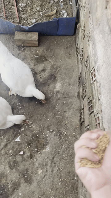 Vịt Xiêm Trắng Đen 4 con. Mua bán Thú cưng khác tại Quận 12 Tp Hồ Chí Minh được đăng bởi Thành  hình 1