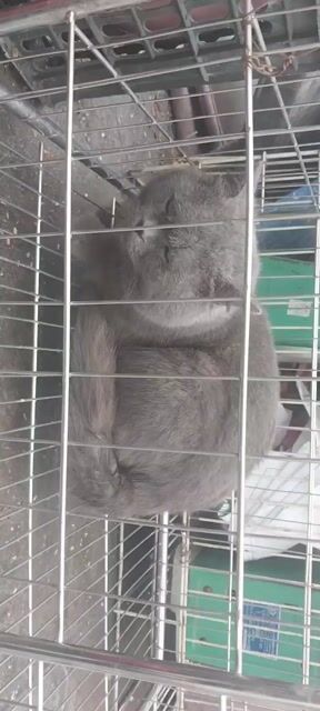 mèo xám lông ngắn hà nội. Mua bán Mèo tại Quận Hoàng Mai Hà Nội được đăng bởi huỳnh tấn phát hình 1