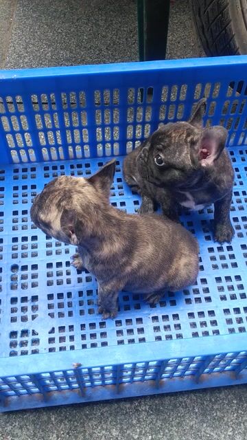 Chó Bull Pháp đực 2 tháng đã tiêm. Mua bán Chó tại Quận Đống Đa Hà Nội được đăng bởi Hưng 45 hình 1