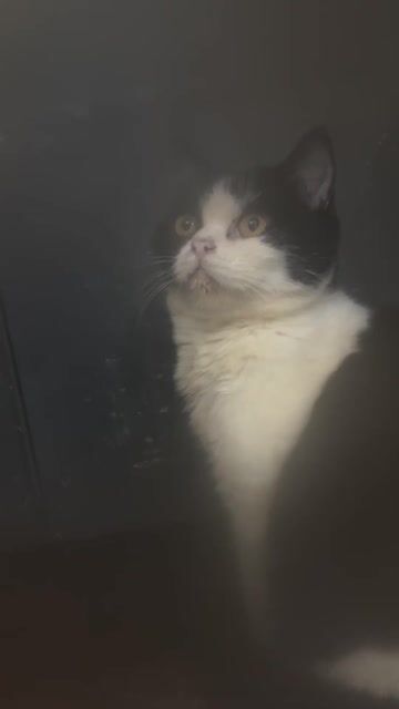 Mèo Anh Lông Ngắn con 5 tháng tuổi. Mua bán Mèo tại Quận Thanh Xuân Hà Nội được đăng bởi anh shiper nghèo hình 1