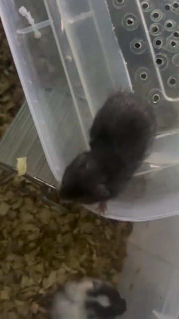 Chuột Hamster Đa màu. Mua bán Thú cưng khác tại Quận Ninh Kiều Cần Thơ được đăng bởi Vũ Phan Huy hình 1