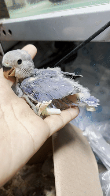 Chim Lovebird non. Mua bán Chim tại Quận Bình Tân Tp Hồ Chí Minh được đăng bởi tran khiem hình 1