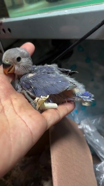 Chim Lovebird non. Mua bán Chim tại Quận Bình Tân Tp Hồ Chí Minh được đăng bởi tran khiem hình 1