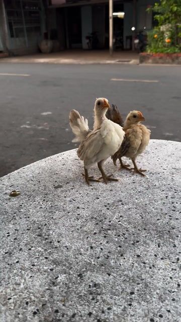 seẻama con. Mua bán Gà tại Thành phố Sóc Trăng Sóc Trăng được đăng bởi Mạch Bảo hình 1